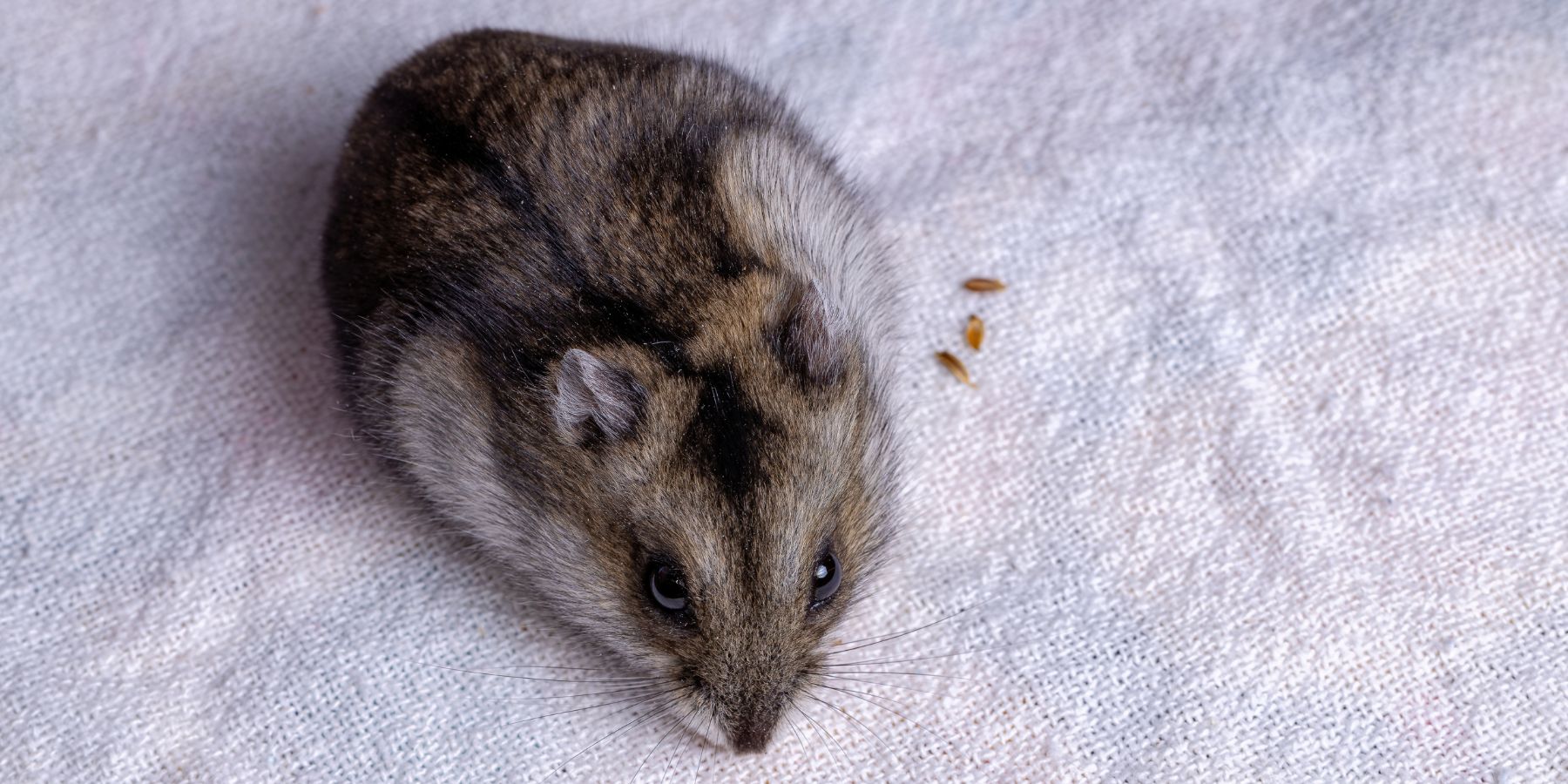 What To Do if Your Hamster is Cold or Hot!