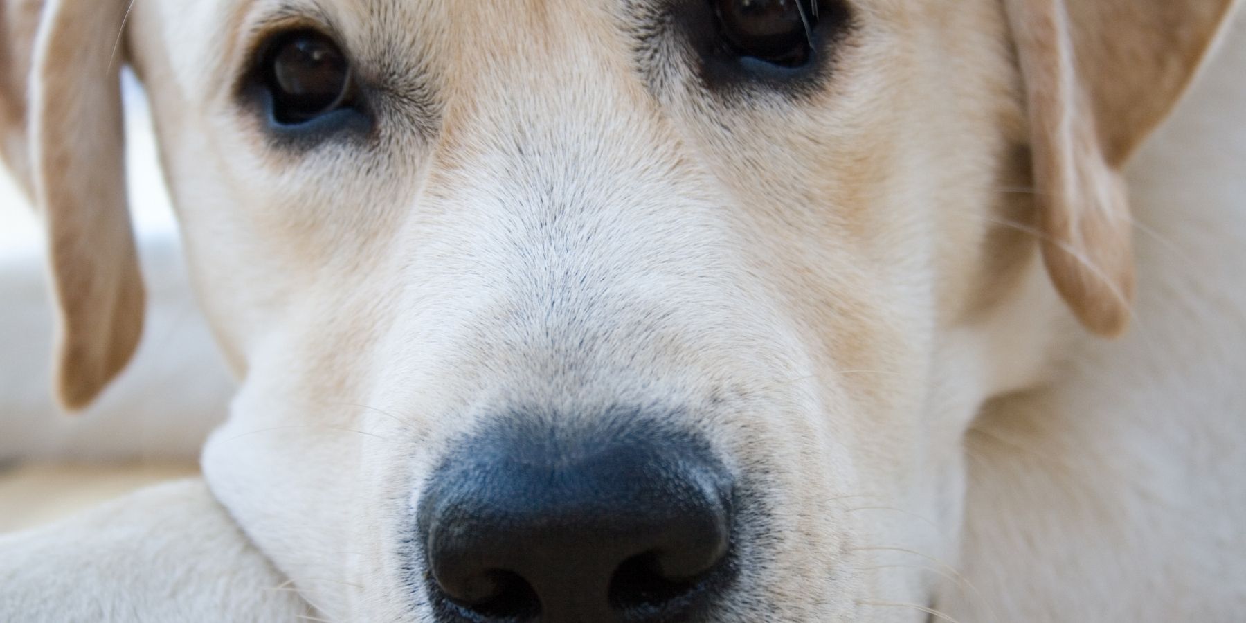 Why Does My Dog Take A Deep Breath When I Pet Her?