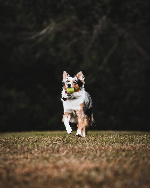 How Much Do Dog Ball Launchers Cost?
