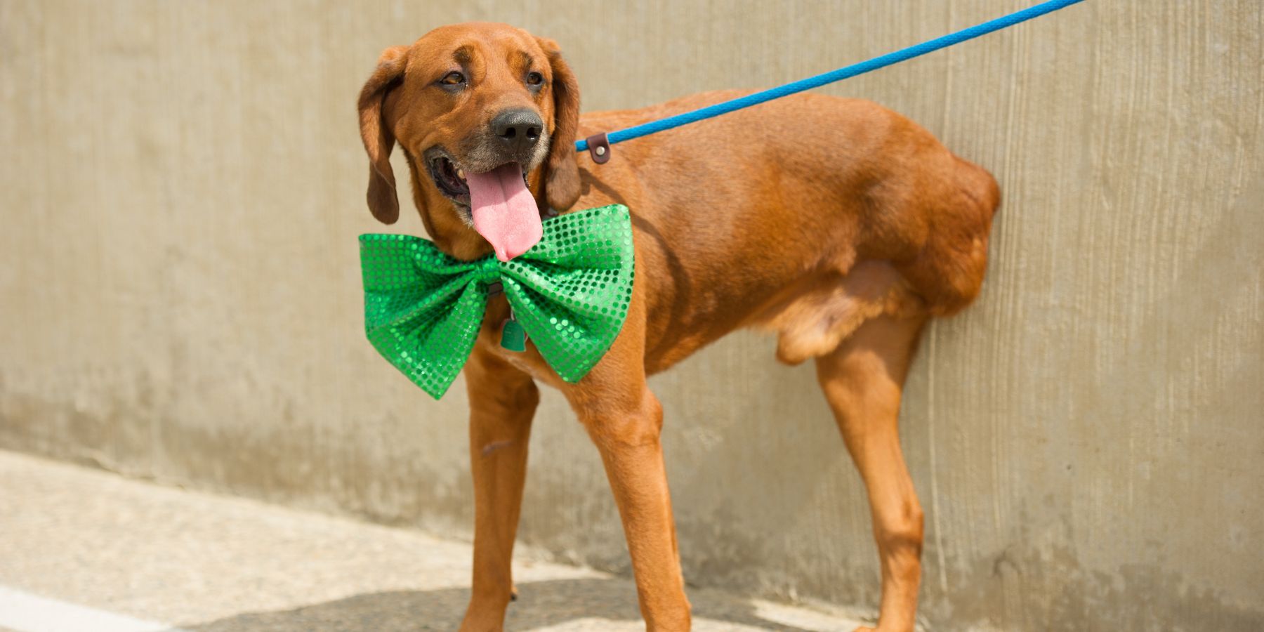 Navigating Breed-Specific Bowleg Issues in Dogs: A Comprehensive Guide