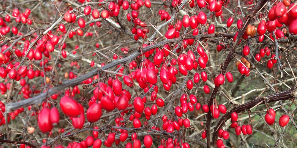 The Incredible Health Benefits of Barberry Fruit