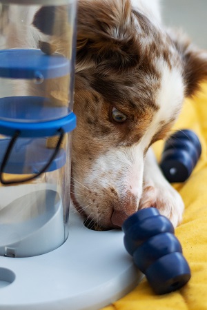 How to Play Pathfinding Games with Dog Puzzle Feeders?
