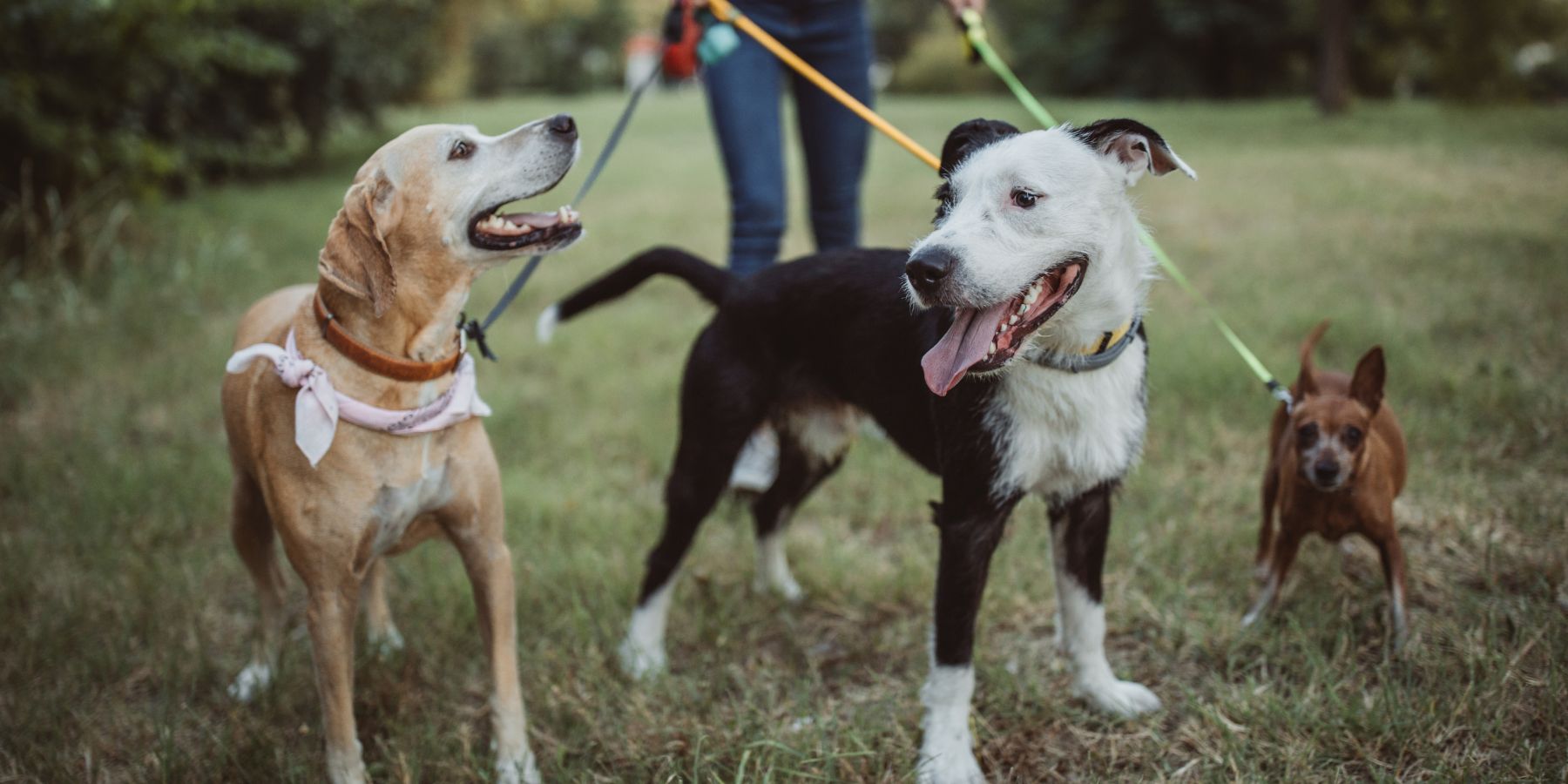 5 Questions to Ask Before Walking Your Dog