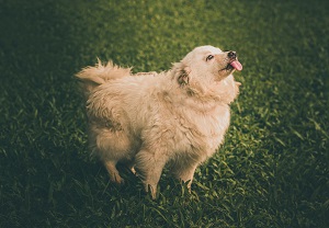 Can your doggy doorbell tell one car horn from another?