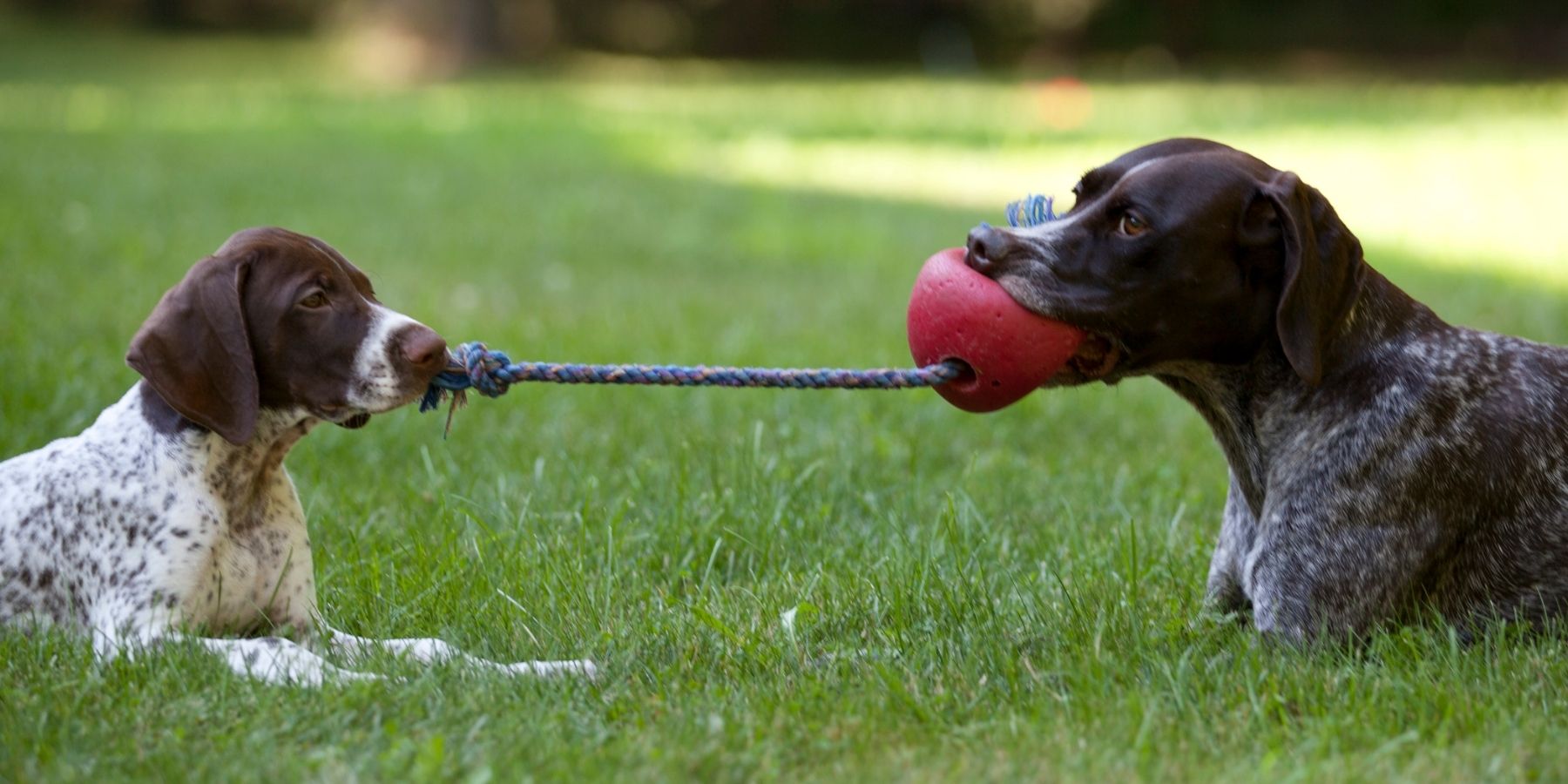 Is It Normal for A Dog to Growl When Playing Tug of War?