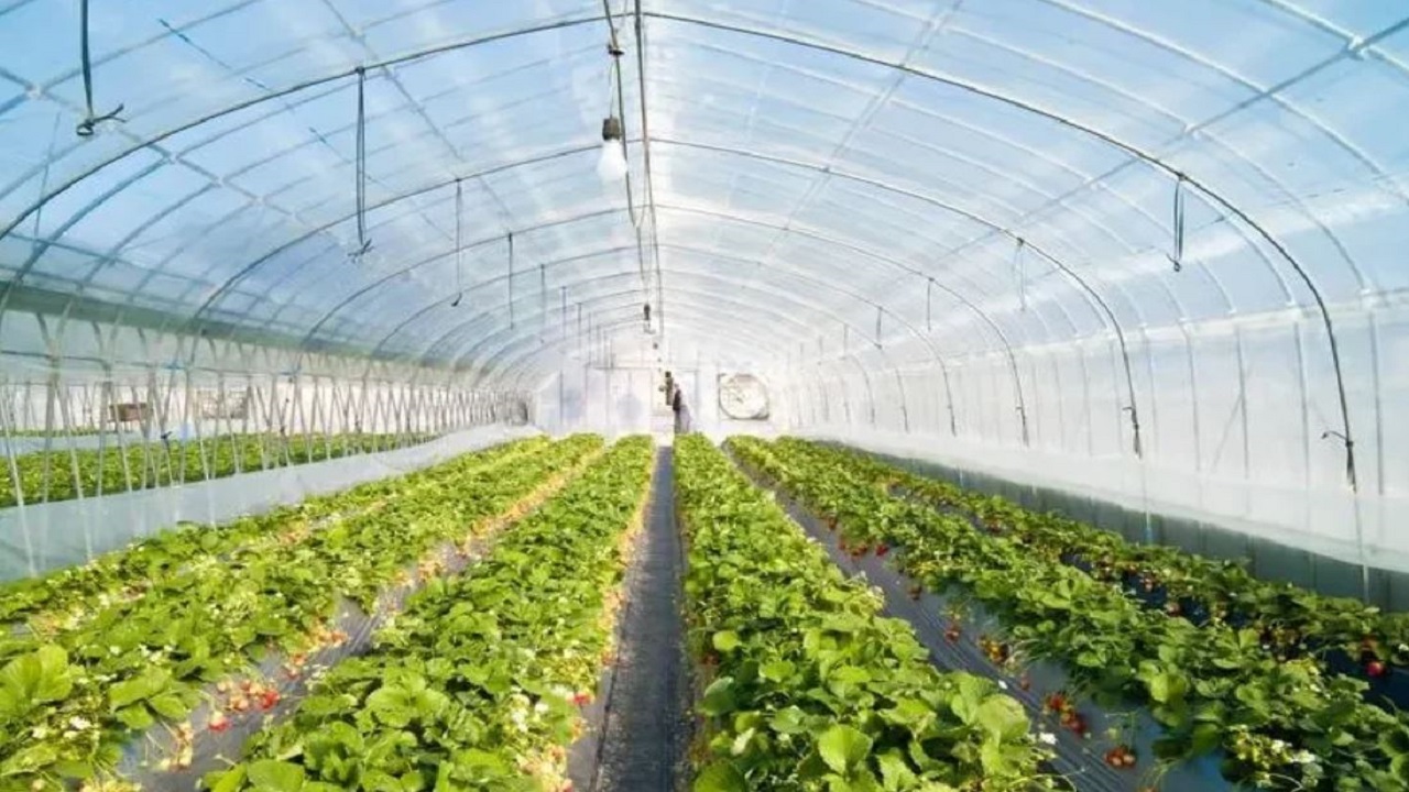 Why Dehumidifiers Are Essential for Maximizing Indoor Plant Yields