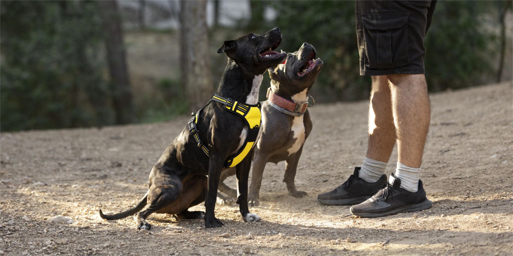 A Guide to Measuring Your Small Dog for a Harness