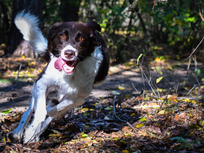 Create a Dog Chase Toy Obstacle Tunnel Using Plastic