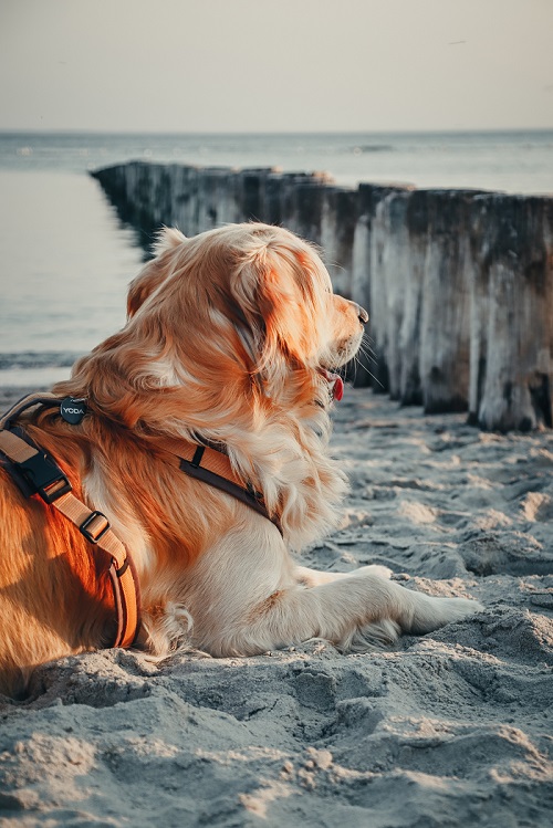 Fitting a Gas Mask to Your Military Belgian Malinois Vest: A Quick Guide