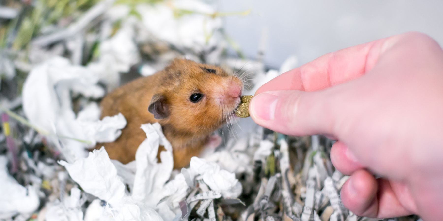 Homemade Hamster Treats
