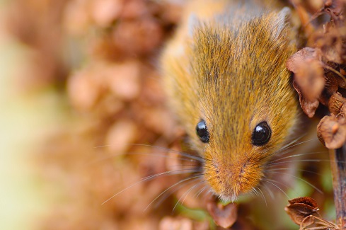 Can hamster wood cages work for all hamster types?