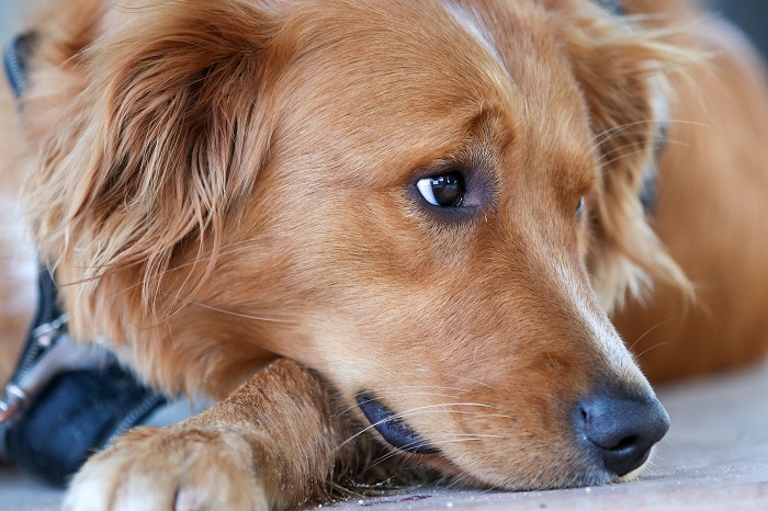 How to Save Money When Buying a Dog Boat Ramp