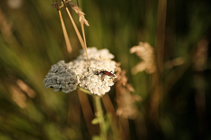 Why do bug repellent bracelets’ cartridges sometimes leak?
