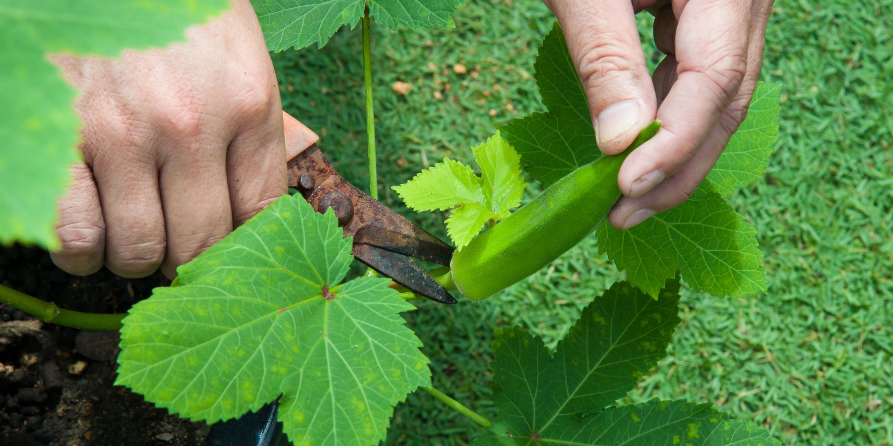 From Plant to Glass: Okra Water in Traditional Medicine