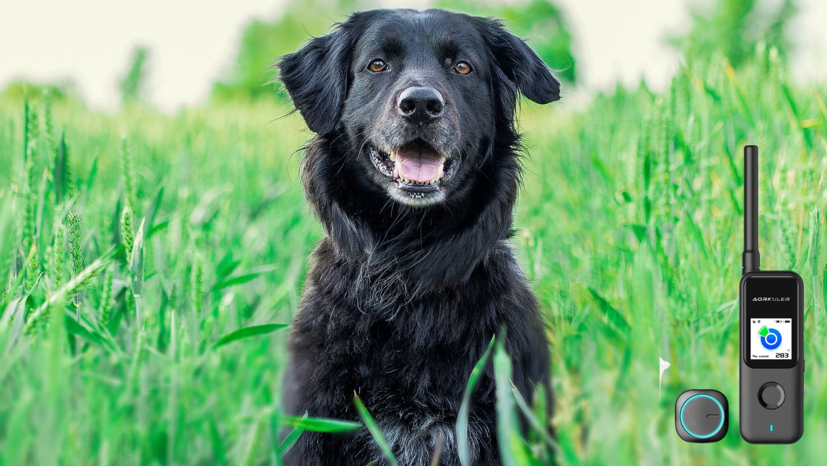 How Can You Keep Your Dog Safe With Aorkuler GPS Dog Tracker?