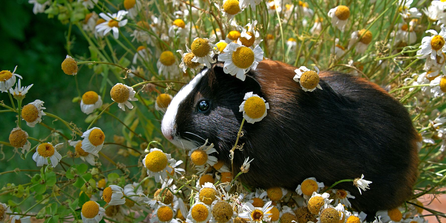 What Makes a Better Pet – A Guinea Pig or a Hamster?