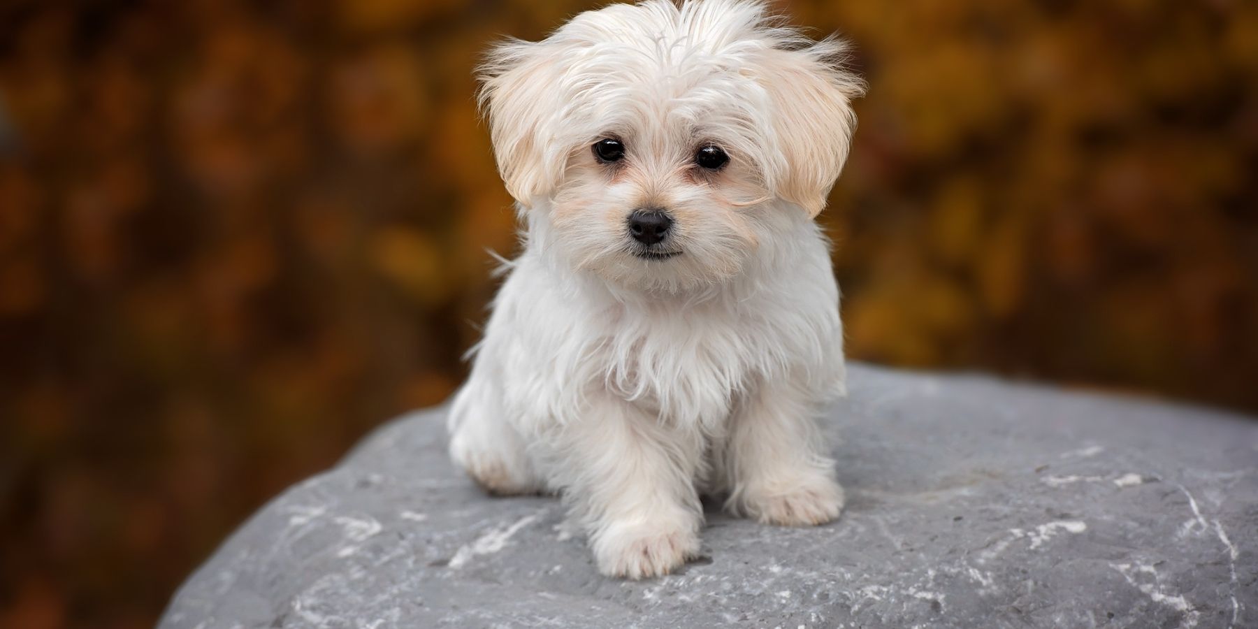 Dog Harnesses and Dog Collars – Which Is Right for Your Dog