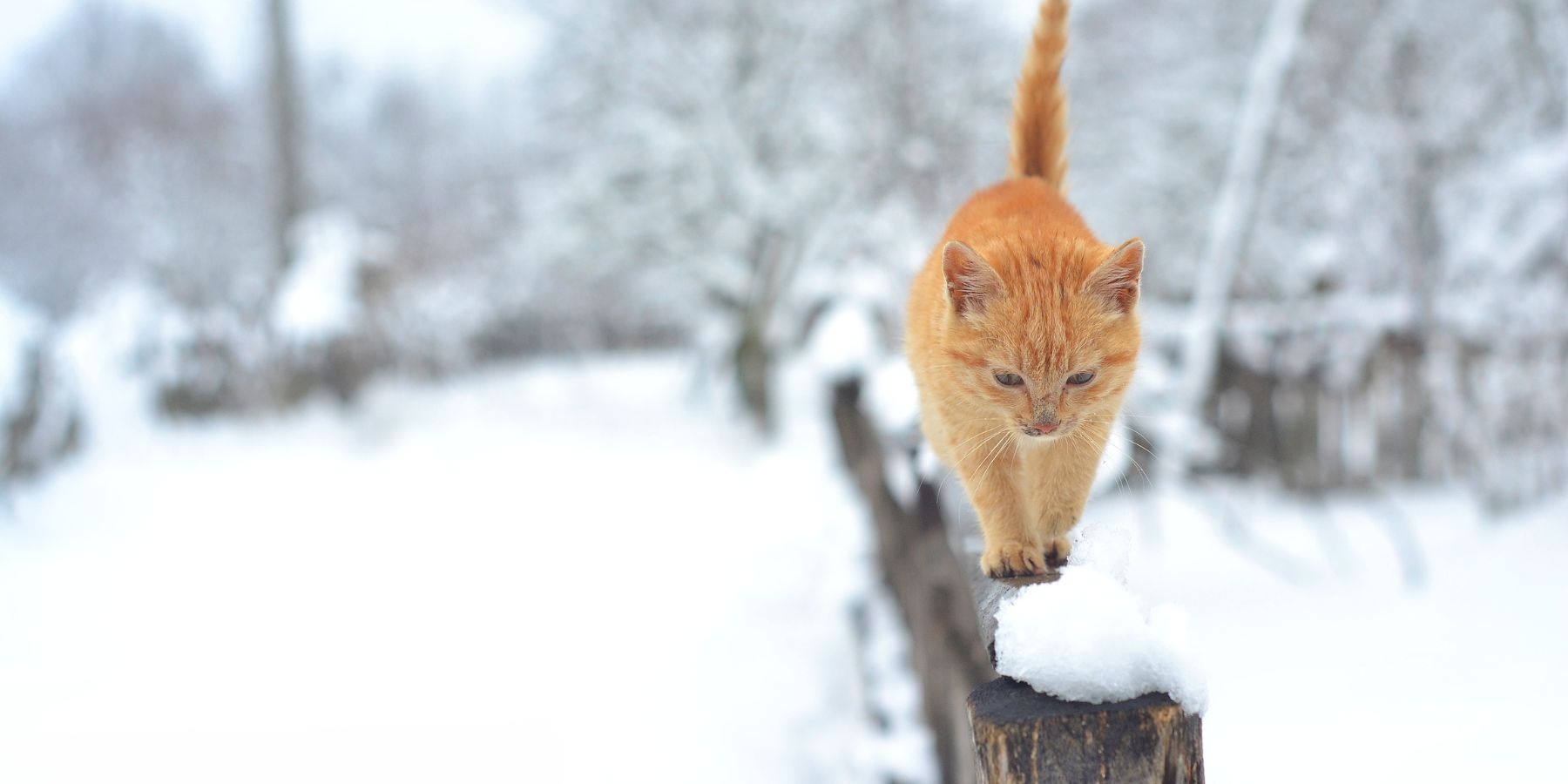 The Dos and Don’ts of Walking Your Cat