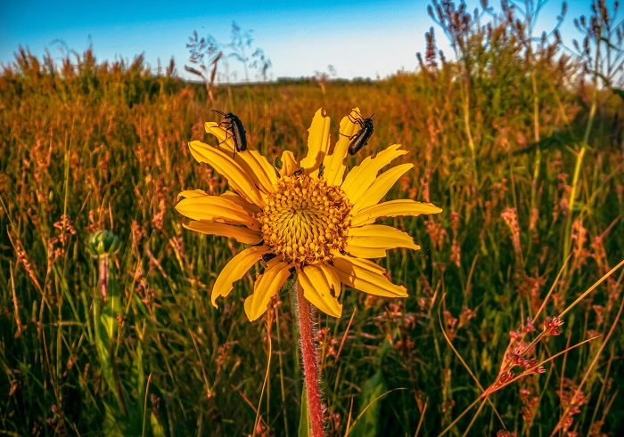 Can people with pollen allergies use bug repellent bracelets?