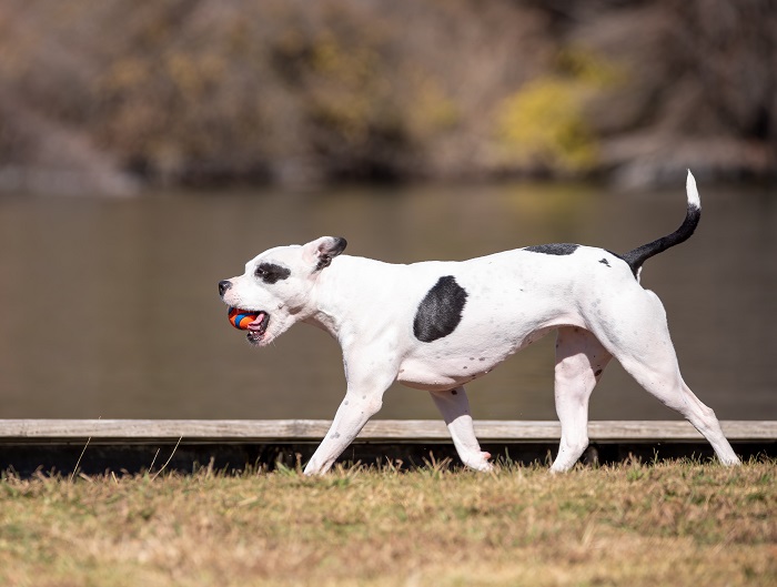 Stop Your Dog Ball Launcher from Getting All Dust