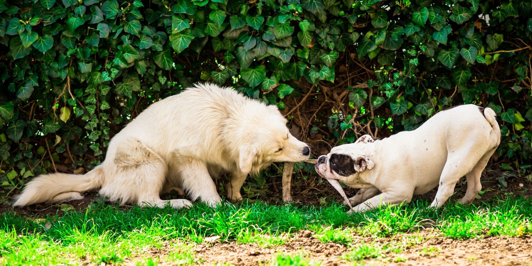 Games To Play With Dogs